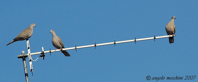 Info Tortora dal collare Streptopelia decaocto